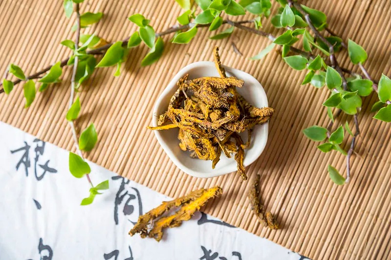 中药炮制知多少——黄连炮制