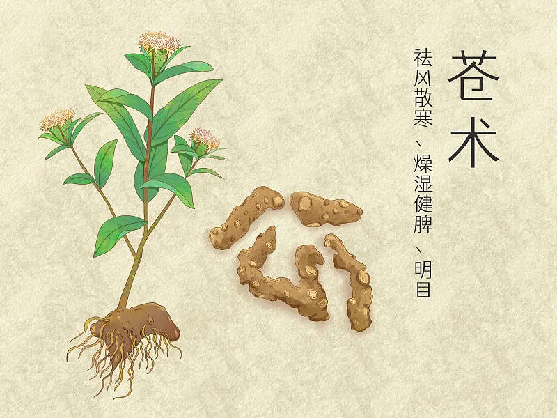 中药炮制知多少——苍术炮制